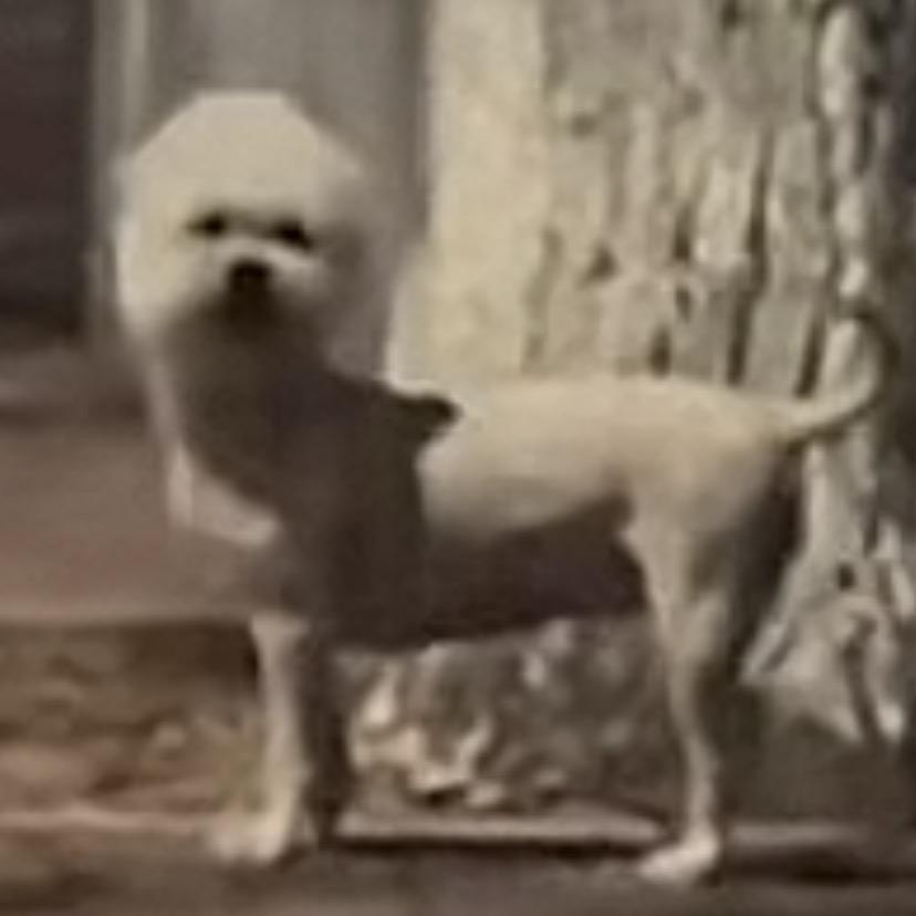 Lee女王殿下的狗的加湿器的主人