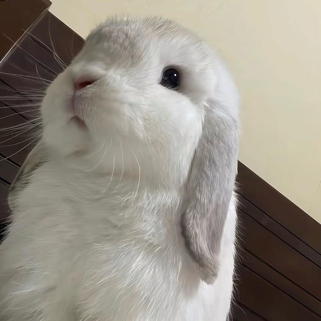 不要叫我兔牙粥。