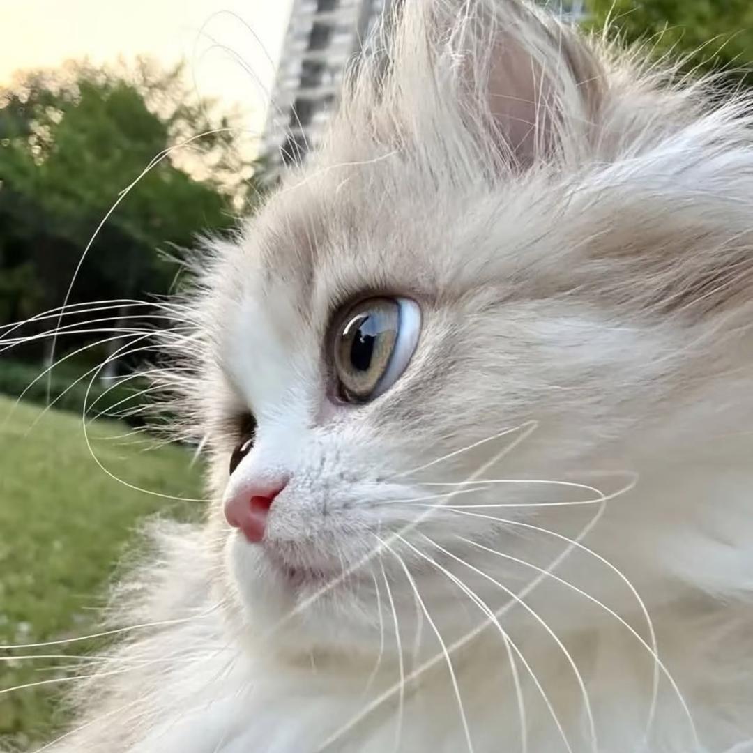 夏毅