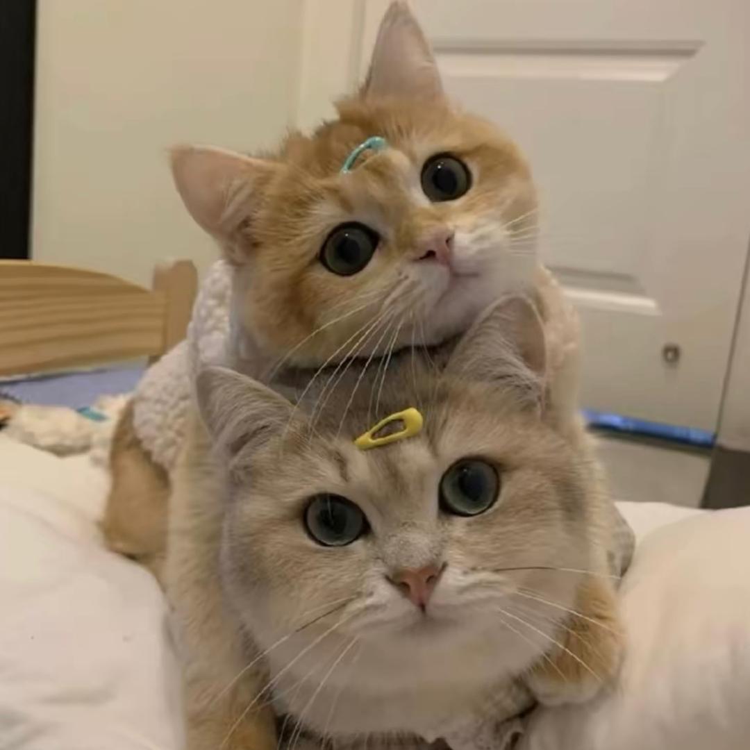 猫布理熊版猫舍