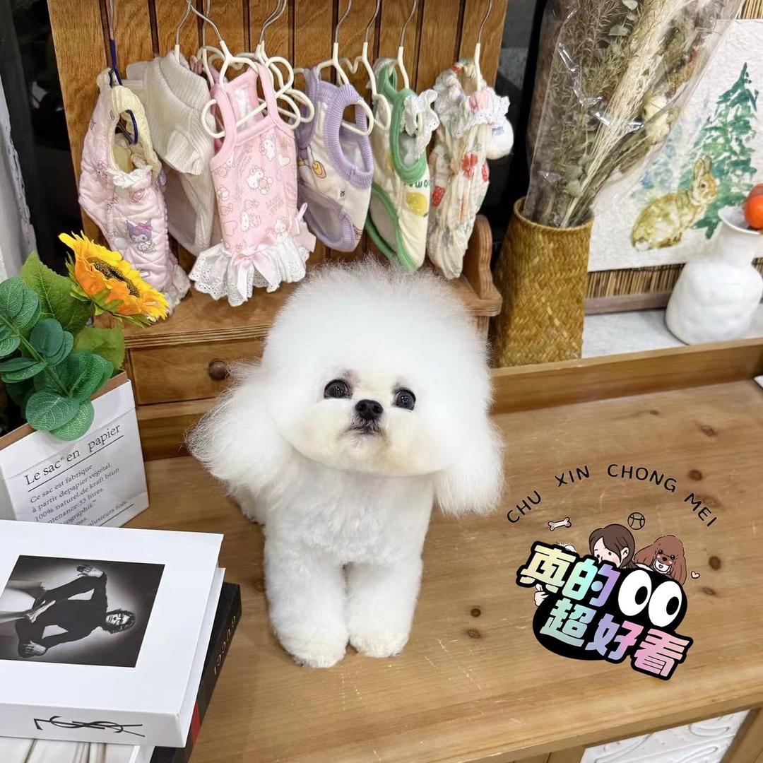 七仔萌宠