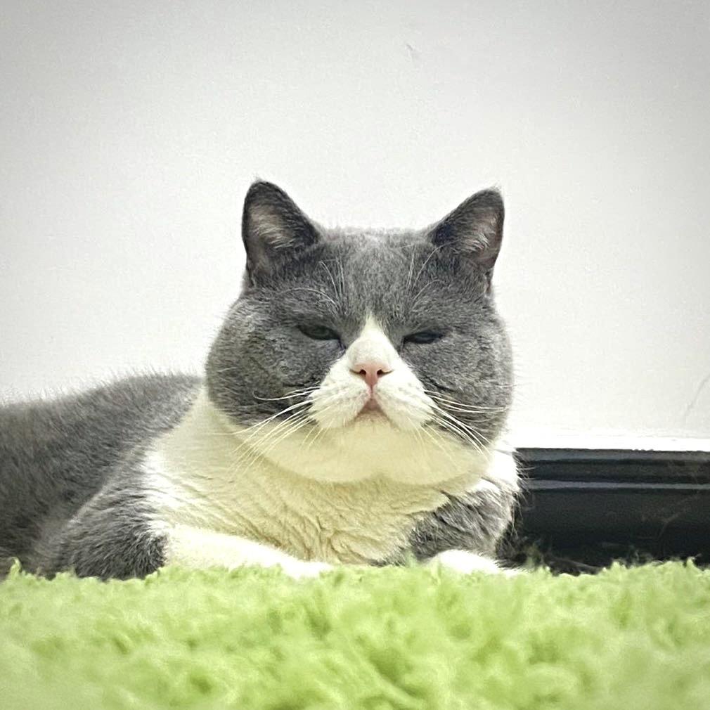 郭闹闹是只肥喵