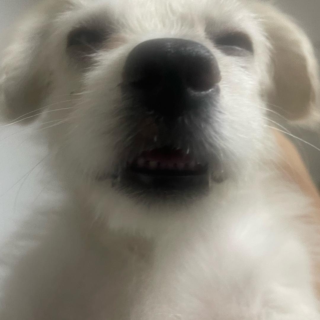 韭菜