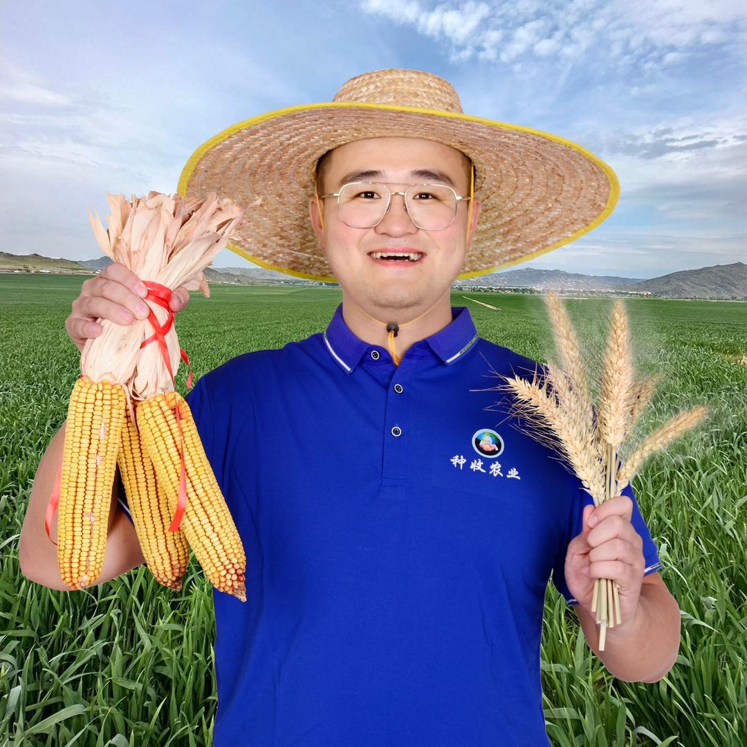 小陶说农业 小麦玉米