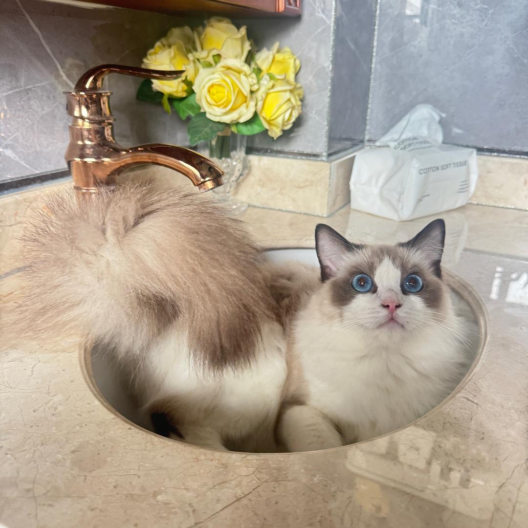 小喵🎀