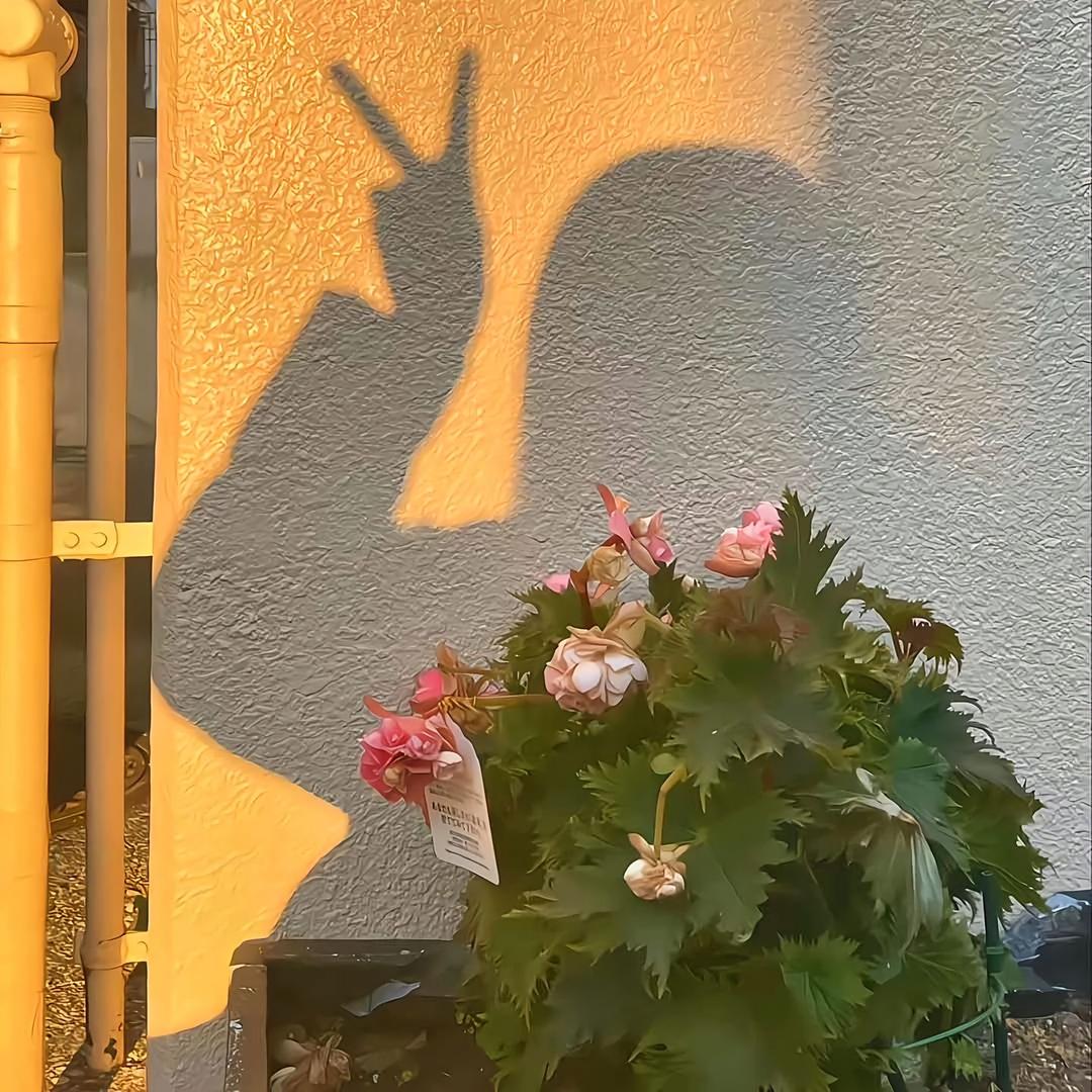 小刘很哇塞ᰔᩚ