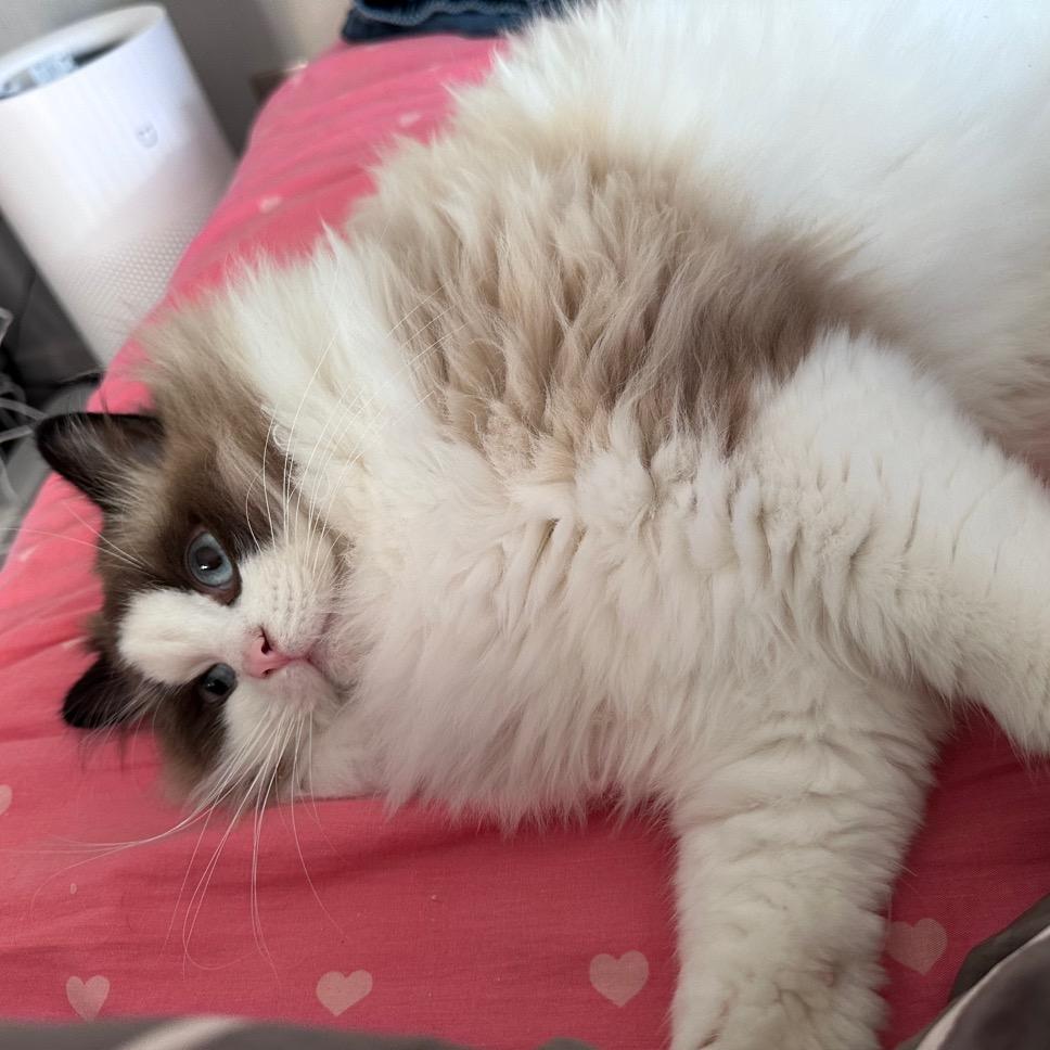 少萝王