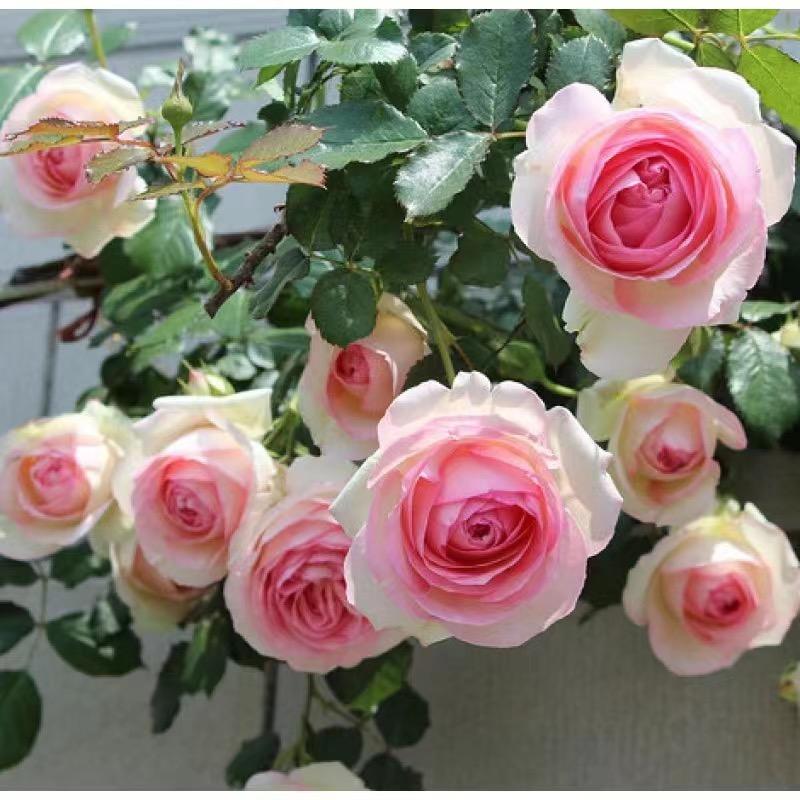 丽馨亦花卉园艺
