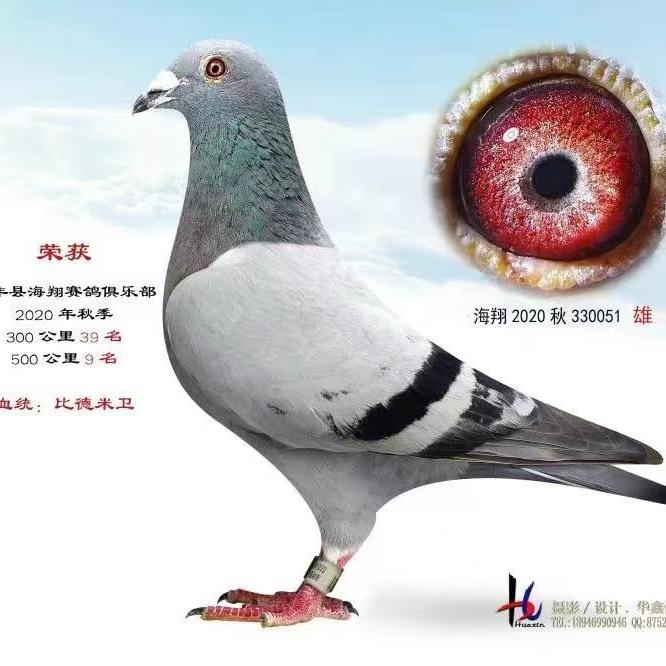 小小鸽舍