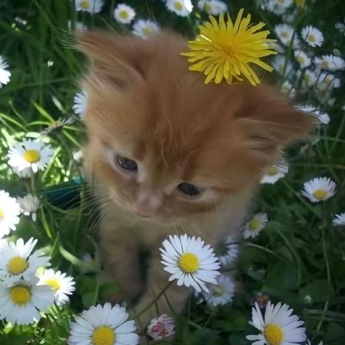 ₊⁺ ꒰১ 香草泥 ໒꒱ ⁺₊