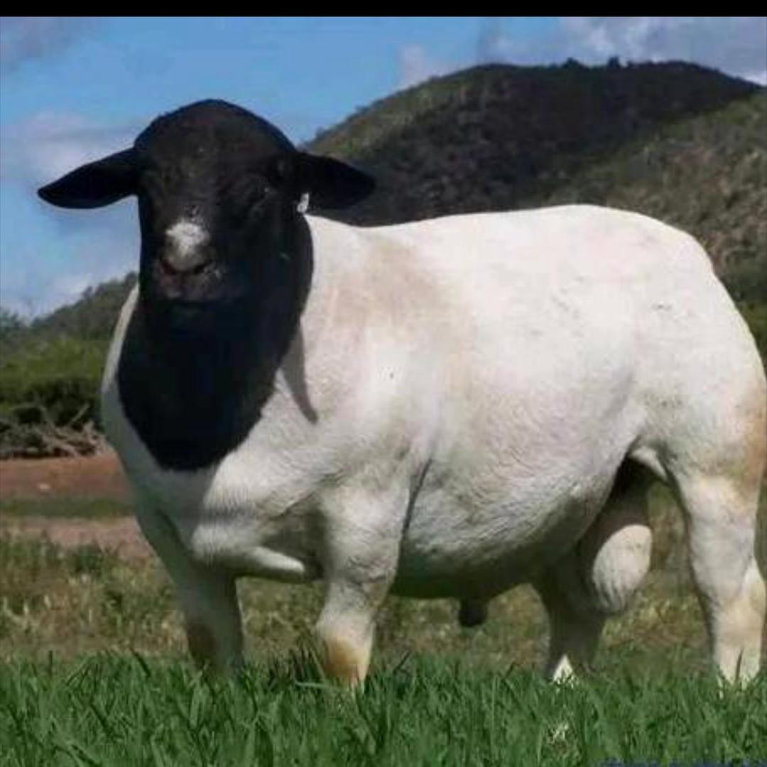 定襄小赵（品种羊）