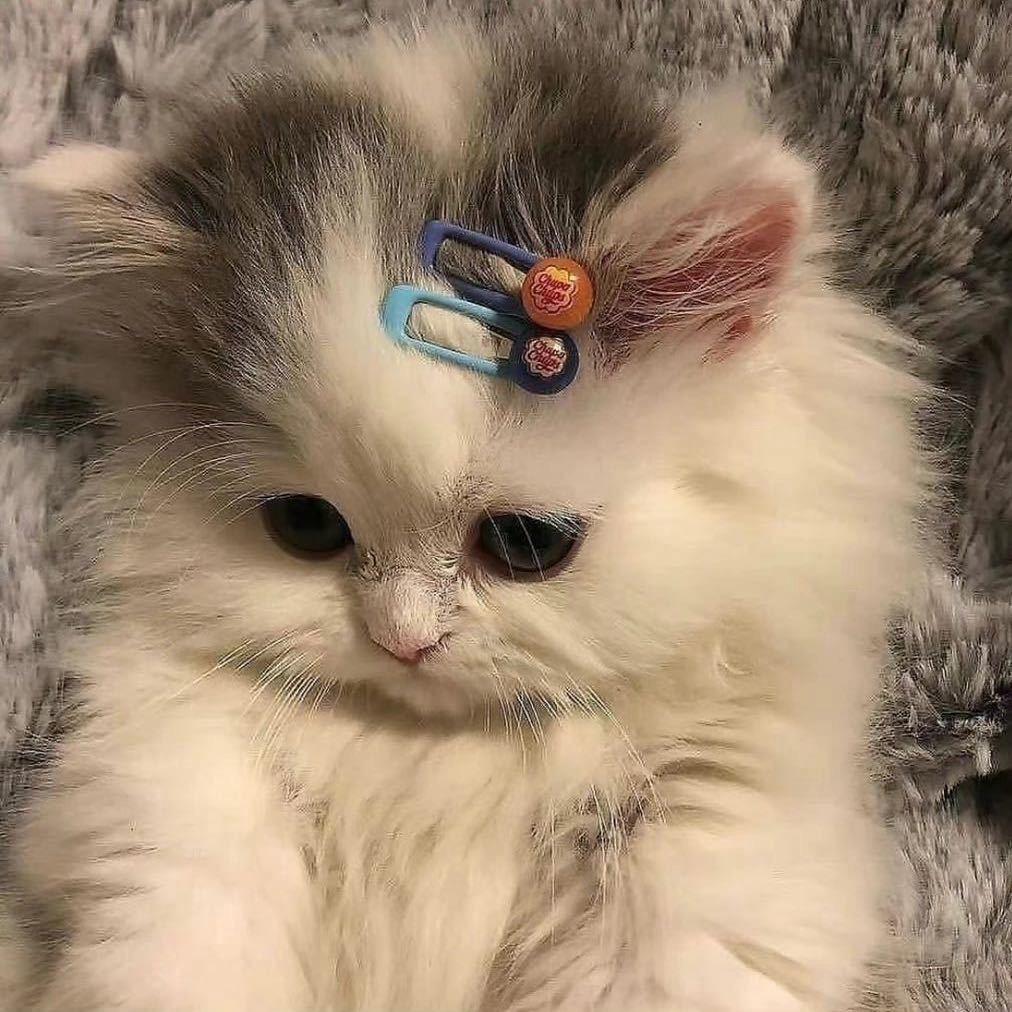 紫雪欧尼.