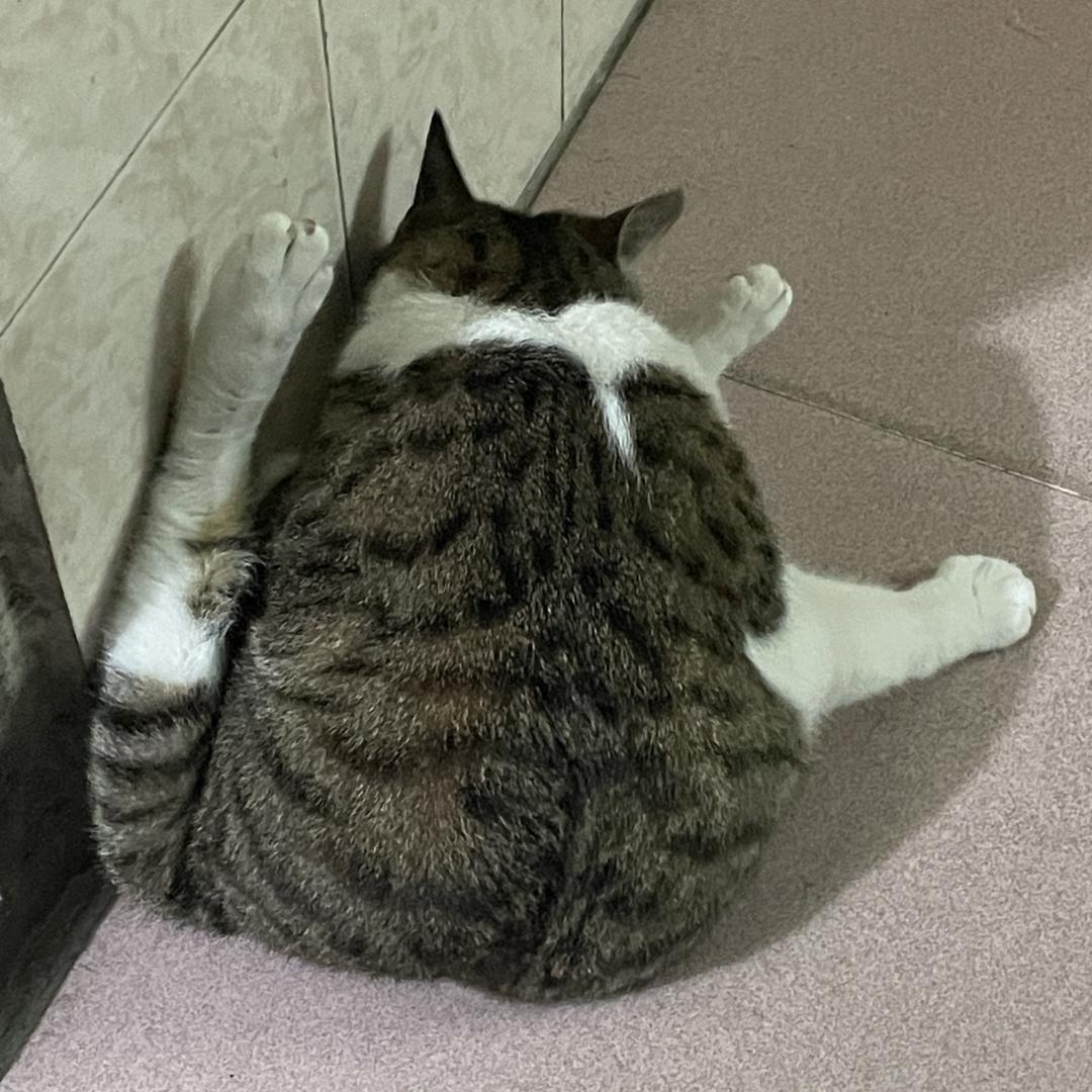 🥩