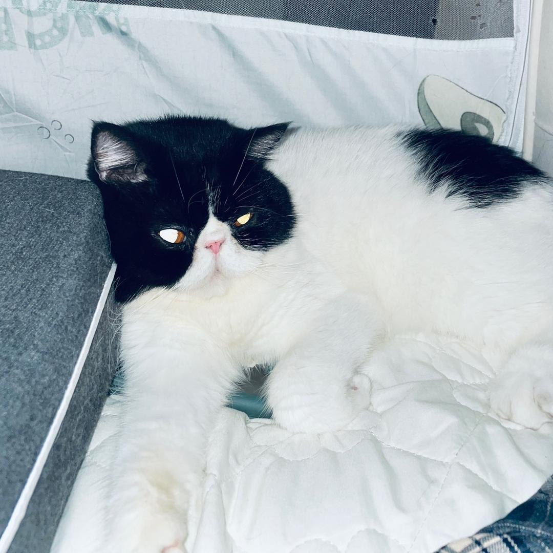 快乐小宝🐈