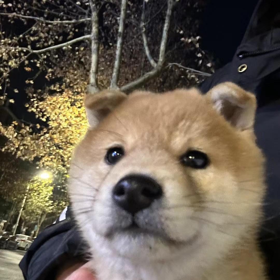 财财是豆柴