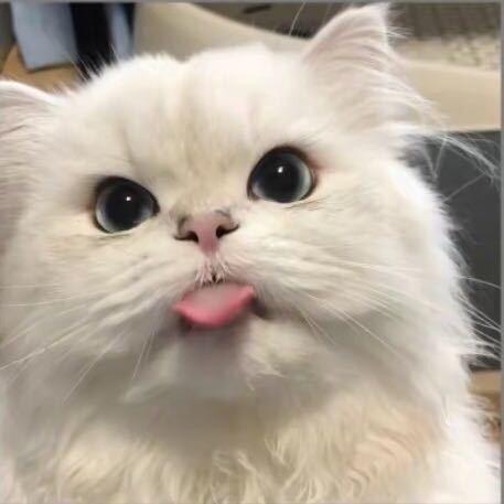 美白猫猫大牌美妆