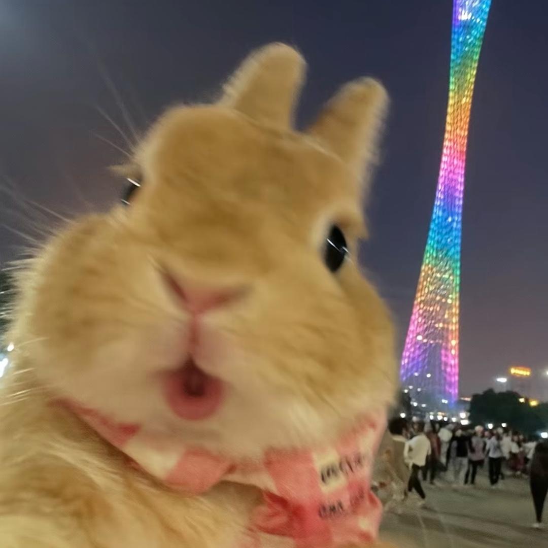 会飞的兔子🐰