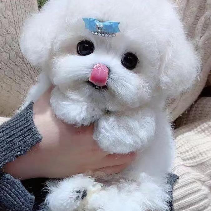 萌宠之家
