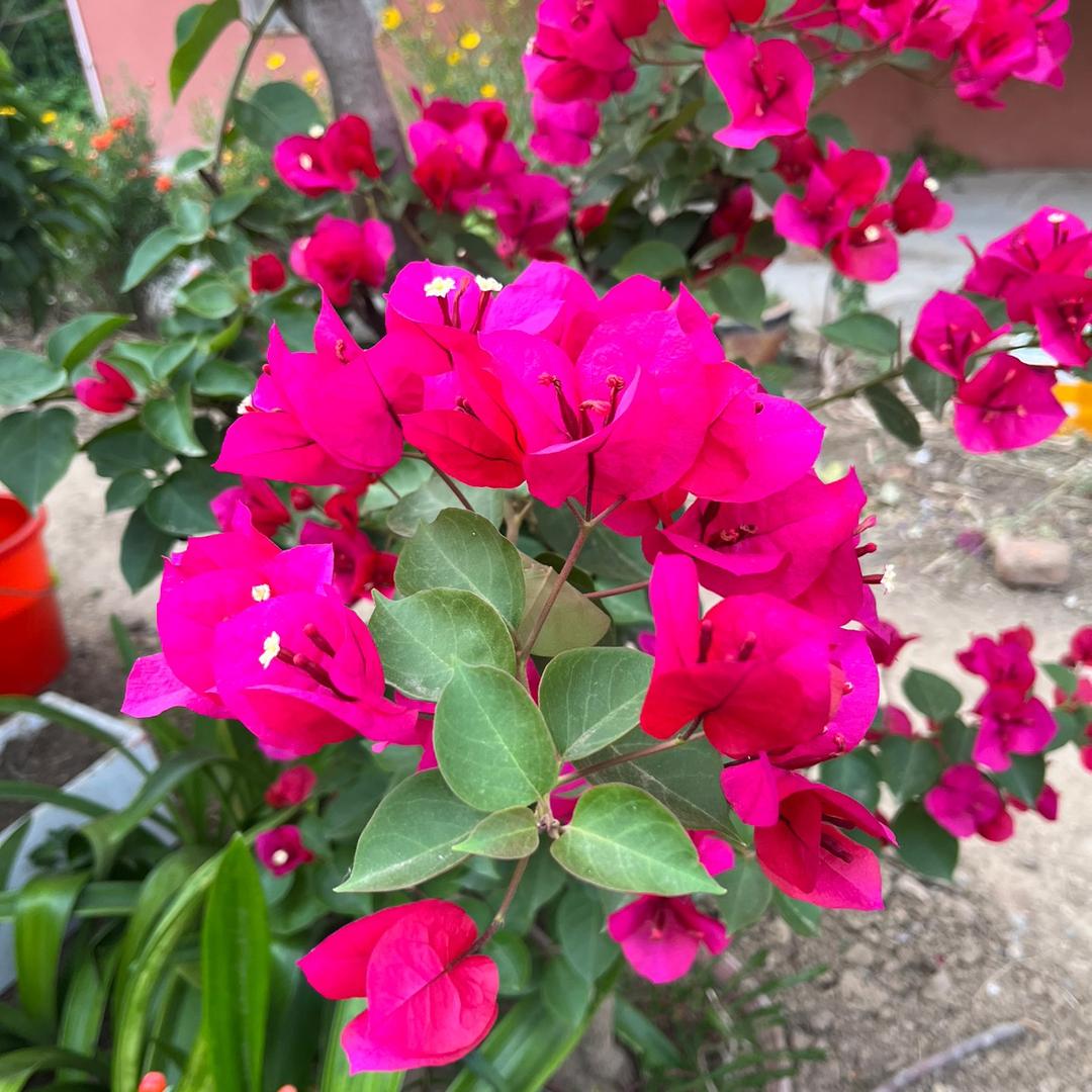 八月桂花
