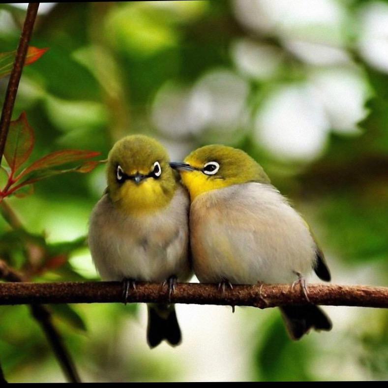 💞꧔ꦿ᭄奶油吖小蛋糕꧔ꦿ᭄💞