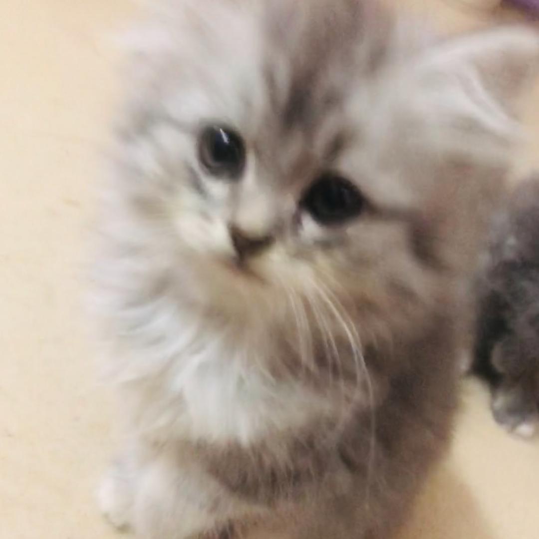 (七哥)栩栩生鲜优品店