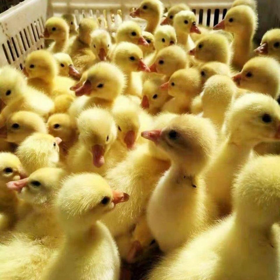 山东阿浩专业孵化基地