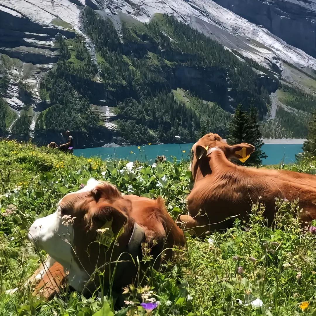 香河县清鲜食品店