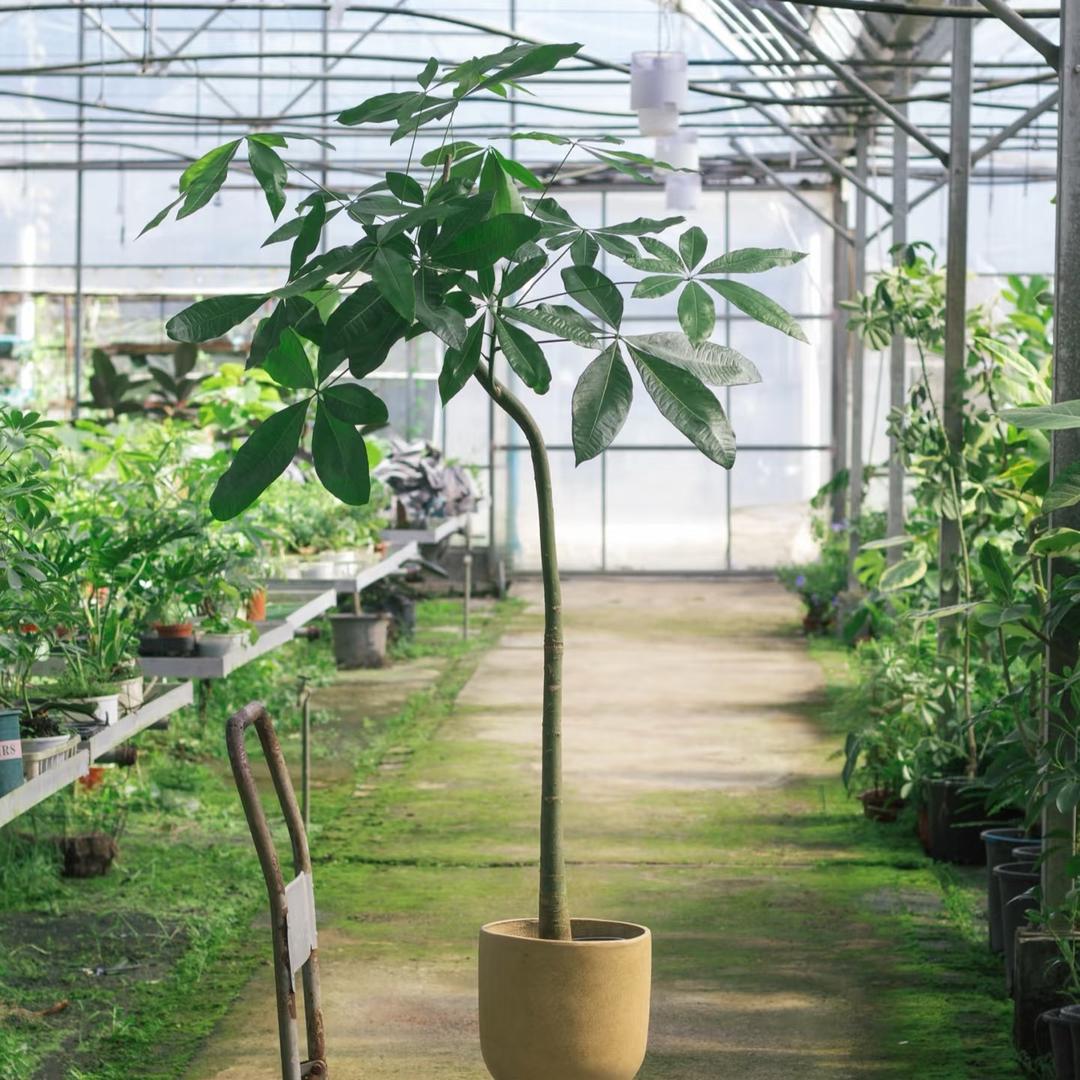 云顶绿植基地