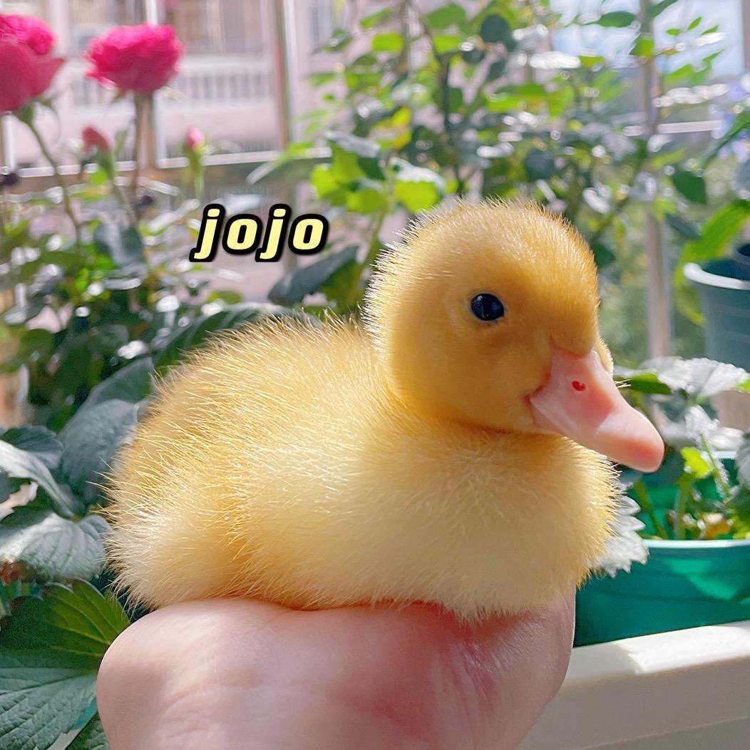 王乐的jojo鸭
