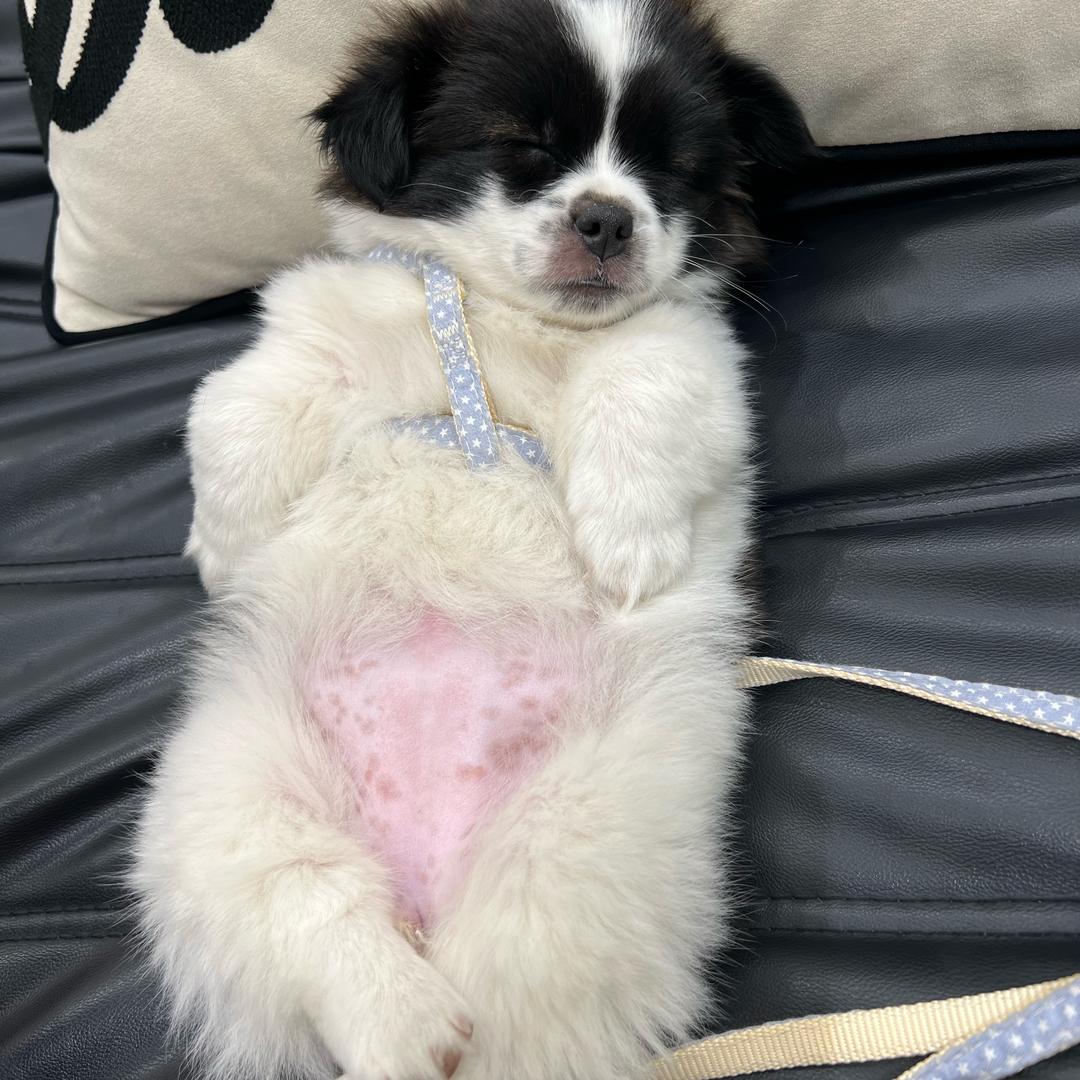 续玄诗