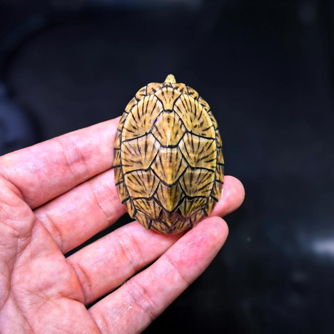 高高爱养龟