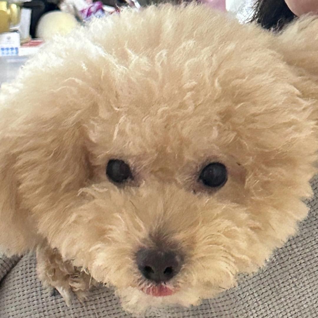 螺旋土豆🥔