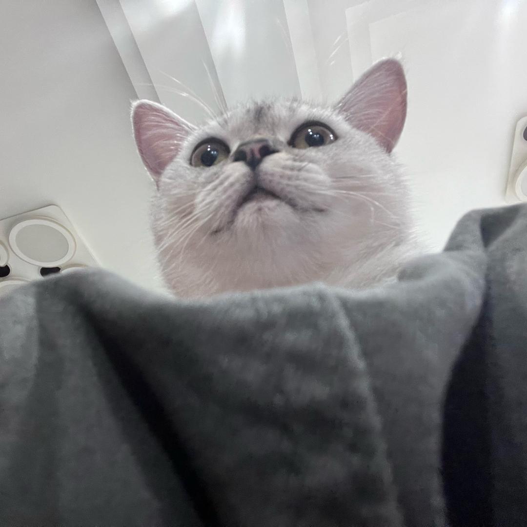 Kitty