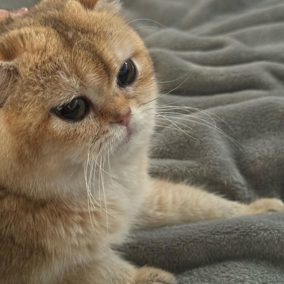 鑫鑫和来福😺😼