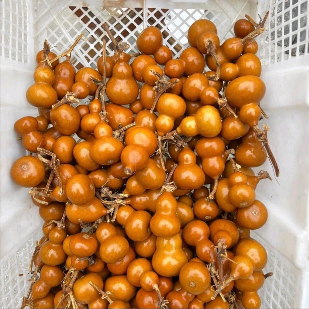 聊城葫芦王（Two)