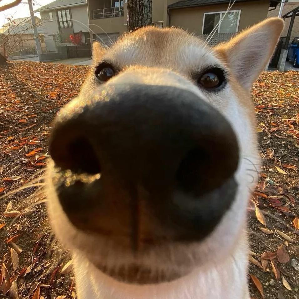 uu🐶宠物烘培