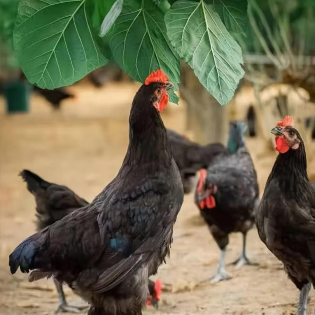 农家散养土鸡鲜味铺