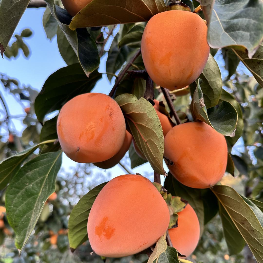 富平县恒农源生鲜严选