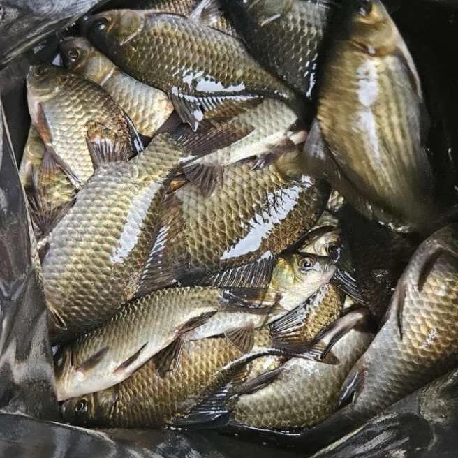 钓江湖