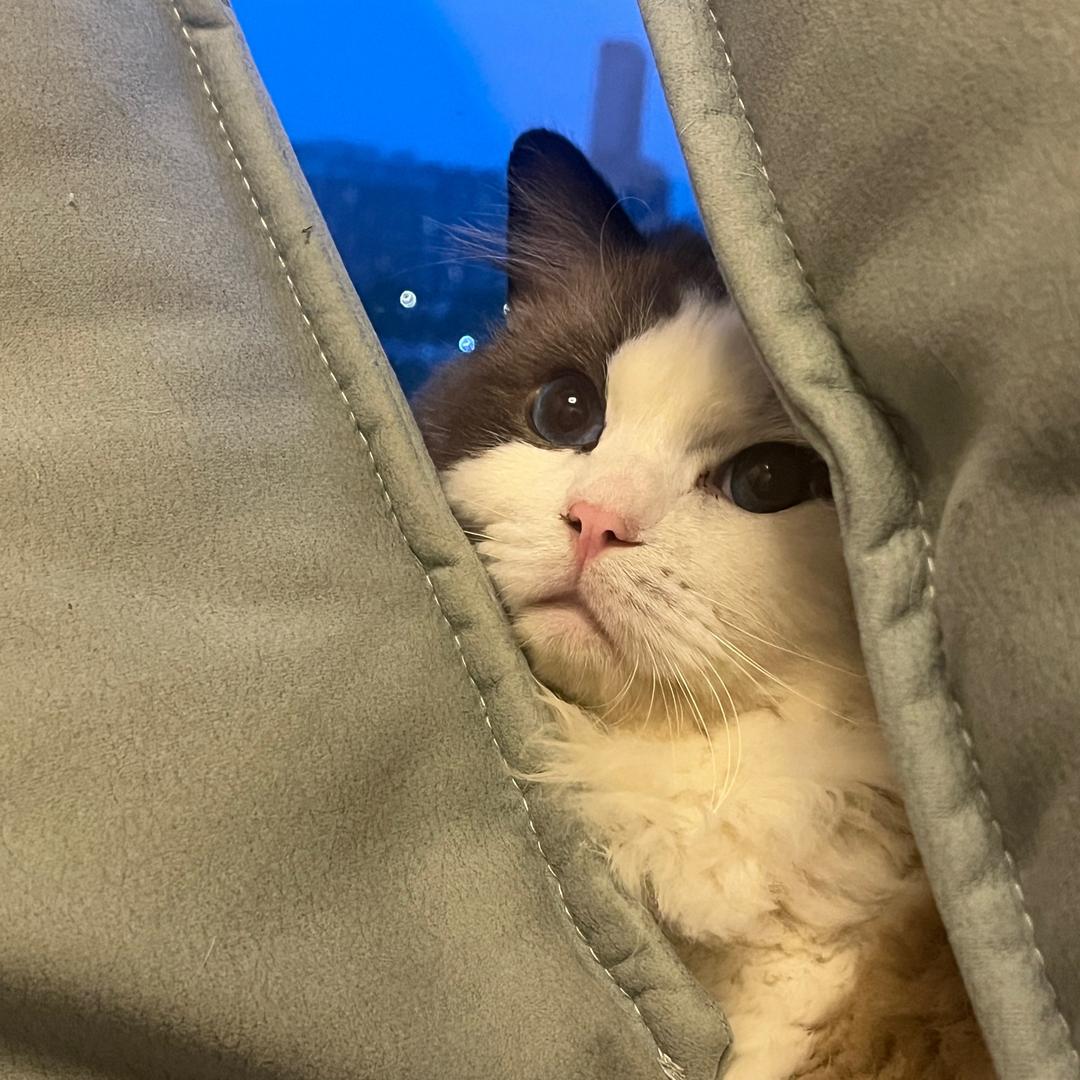 顺顺