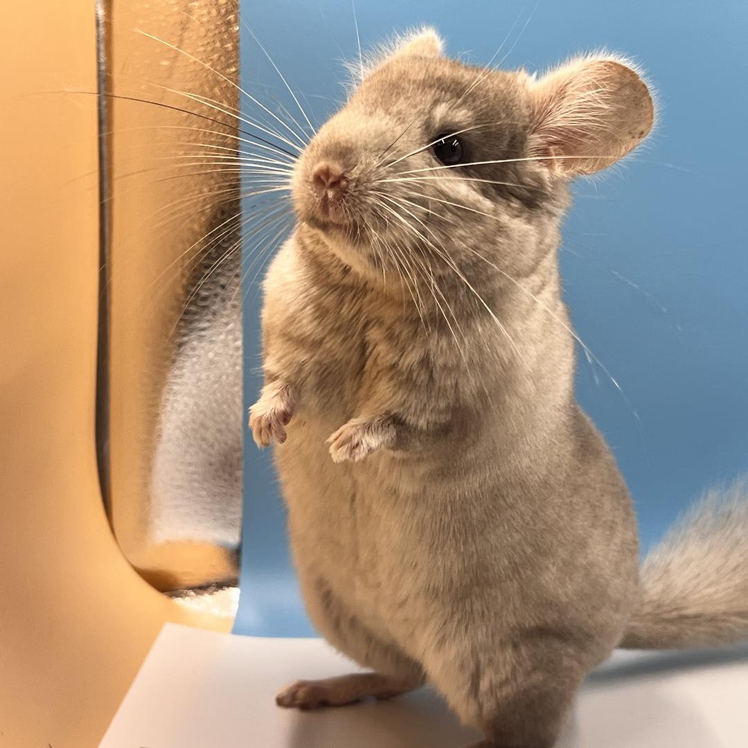 两只龙猫研习社