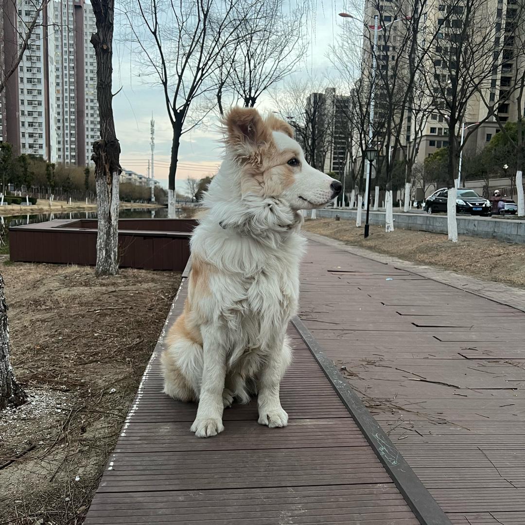 边牧 芒果的日常