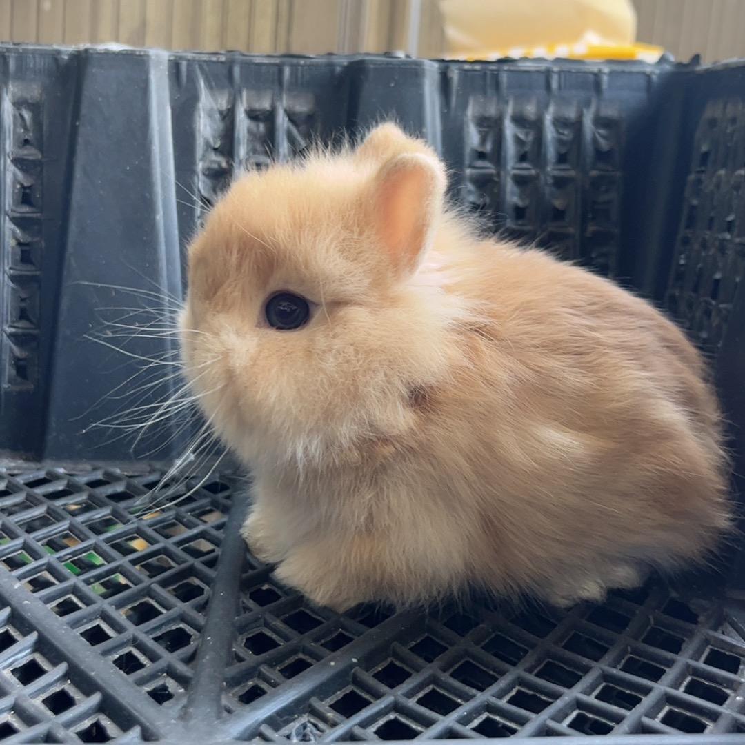 🐰