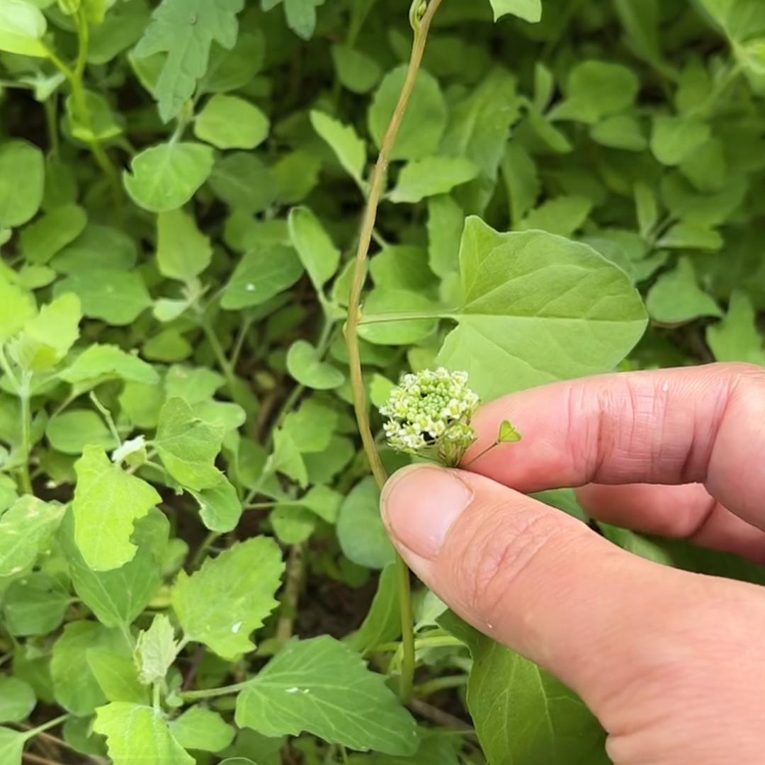 土方植物