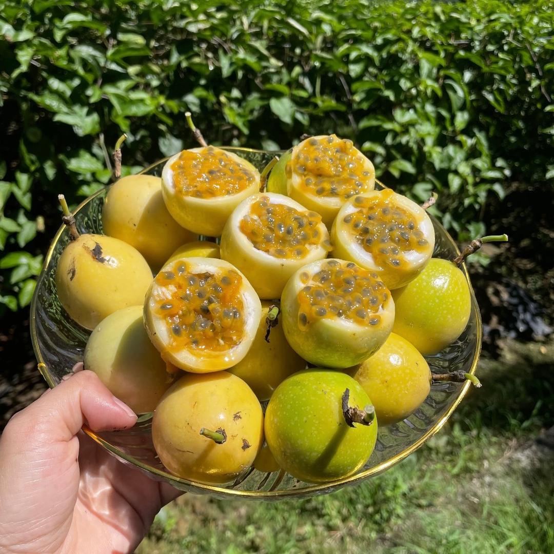 锦园艺百香果基地