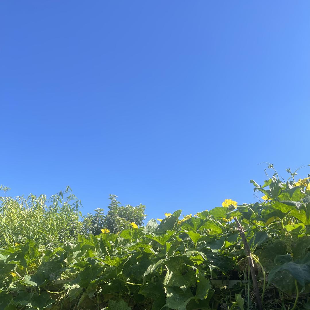 洛曼益