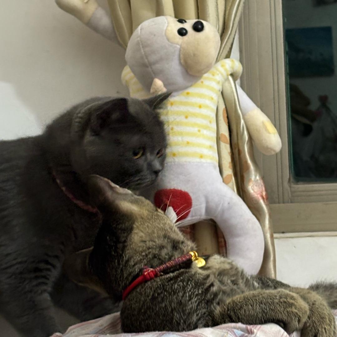 晒太阳的兔子🐰