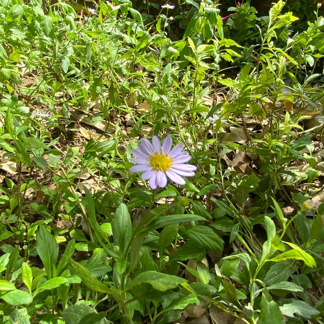 小菊花开