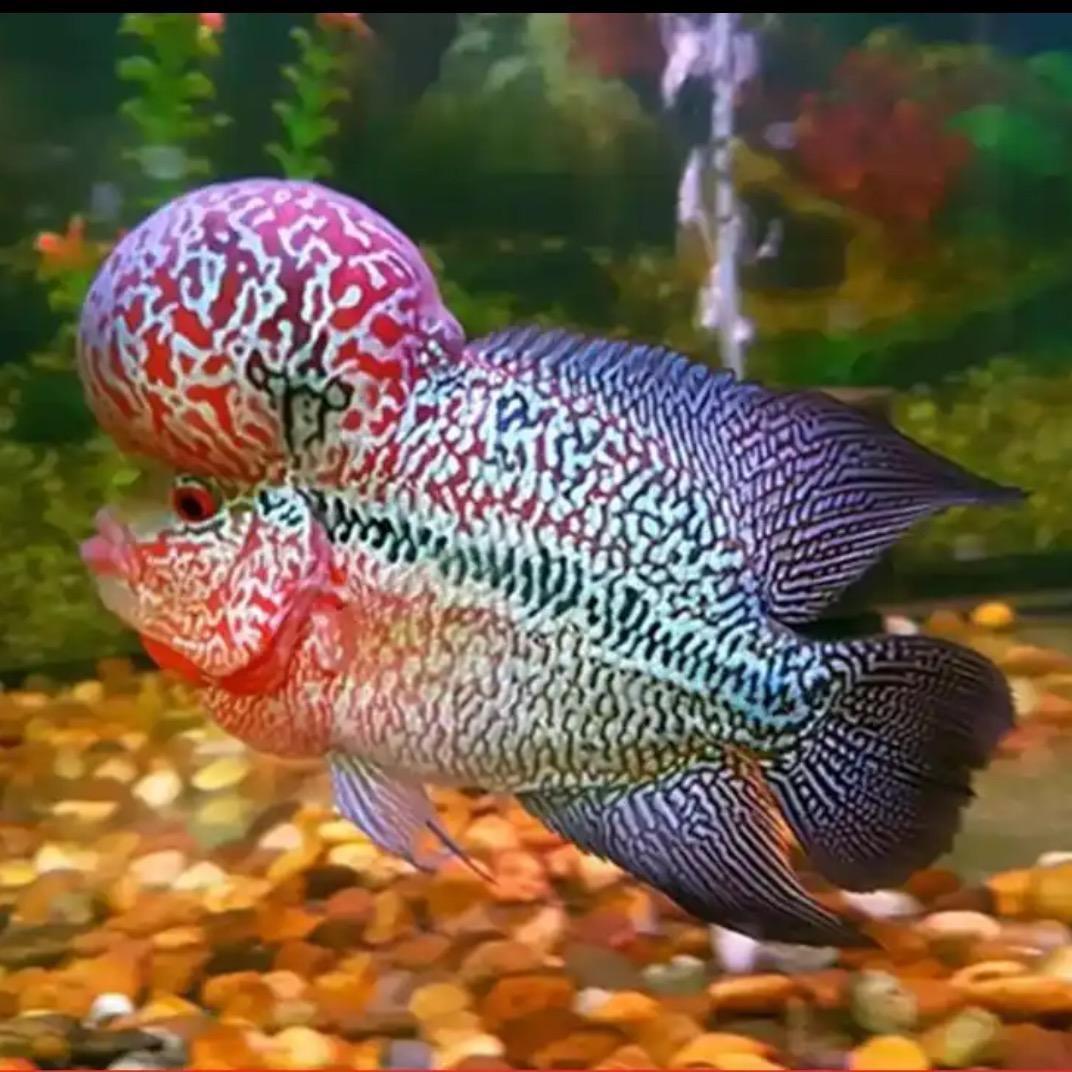 里鲤 罗汉鱼 养殖馆