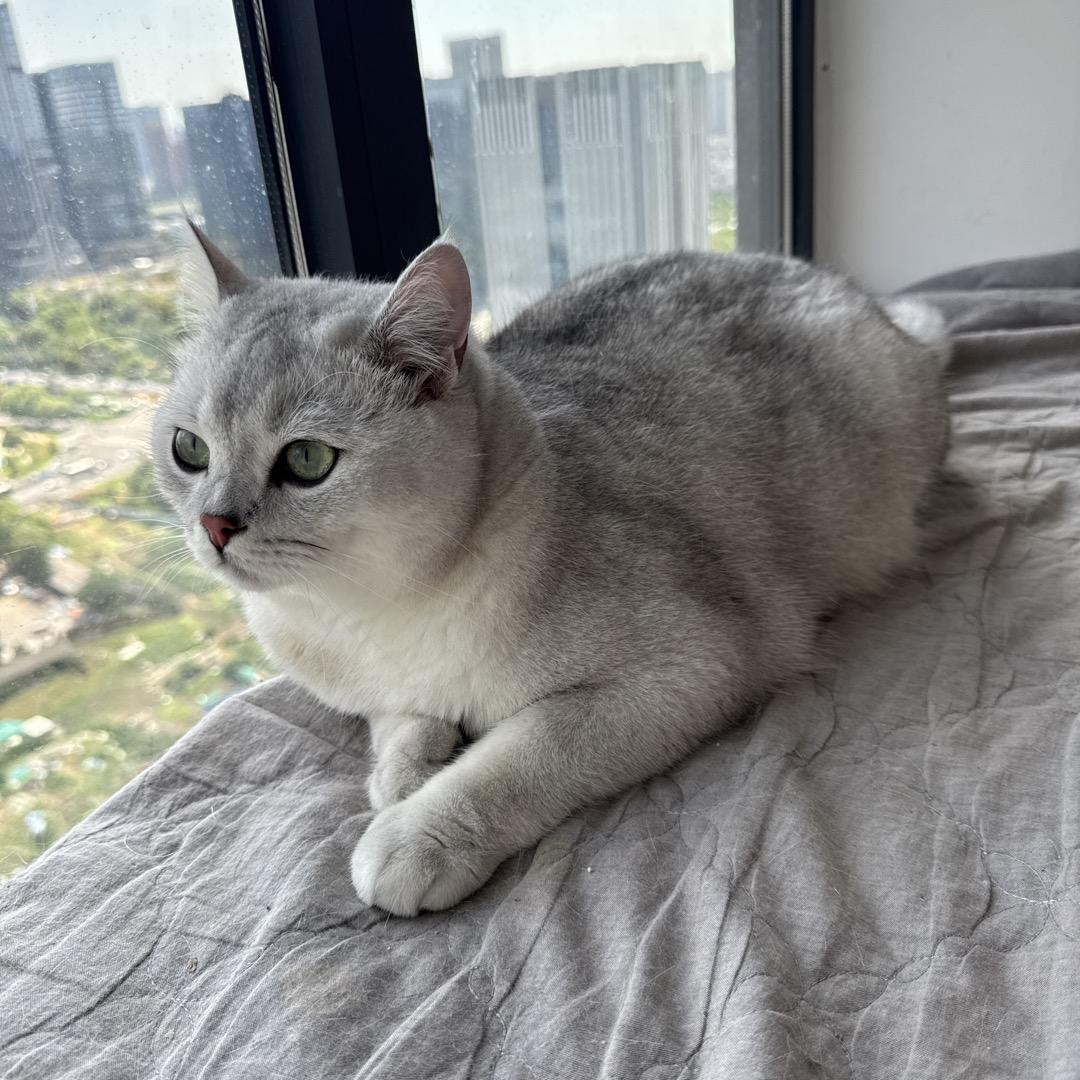 有只英短叫啊闹～